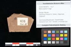 Foto (Objekt + Etikett) von Myrica lignitum Unger (NHMW-GEO-2024-0188-0676)